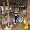 Peternak ayam potong di desa Garatengah Kuningan.